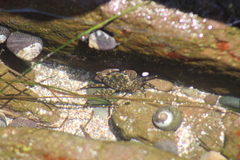 Pachygrapsus crassipes