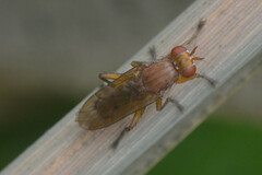 Sciomyzidae