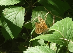 Argynnis paphia