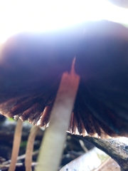 Psathyrella bipellis