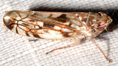Scaphoideus