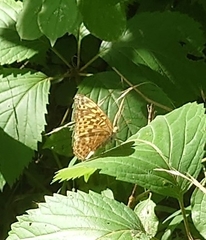 Argynnis paphia