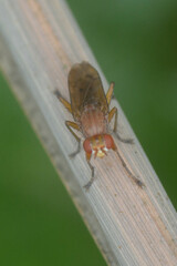 Sciomyzidae