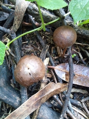Psathyrella bipellis