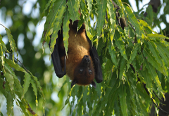 Pteropus giganteus