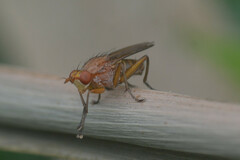 Sciomyzidae