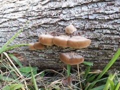 Cyclocybe aegerita