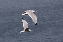 Larus argentatus argentatus