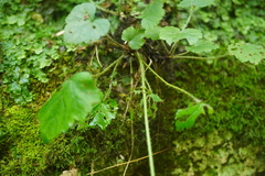 Mitella diphylla