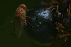 Phoridae