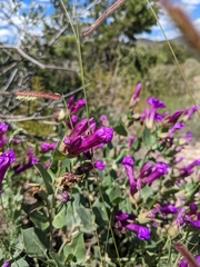 Mirabilis multiflora