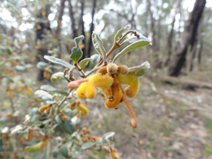 Grevillea chrysophaea