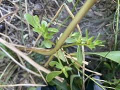Portulaca oleracea
