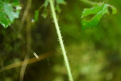 Mitella diphylla