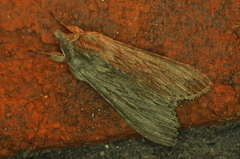 Cucullia intermedia
