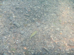 Micropterus dolomieu