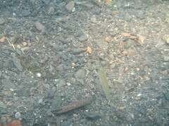 Micropterus dolomieu