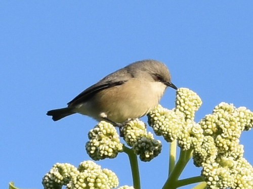 Zosterops mauritianus