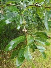 Quercus imbricaria