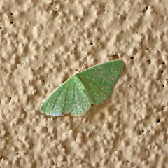 Synchlora frondaria