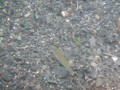 Micropterus dolomieu
