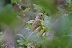 Leiothlypis ruficapilla