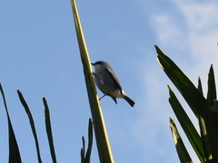 Zosterops mauritianus