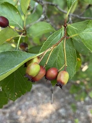 Crataegus douglasii