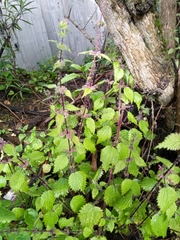 Urtica urens