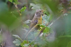 Leiothlypis ruficapilla