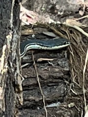 Masticophis bilineatus