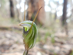 Pterostylis concinna