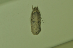 Agonopterix argillacea