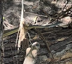 Masticophis bilineatus