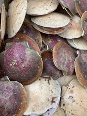 Placopecten magellanicus