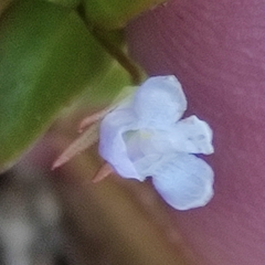 Lindernia dubia
