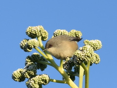 Zosterops mauritianus