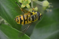Myathropa florea