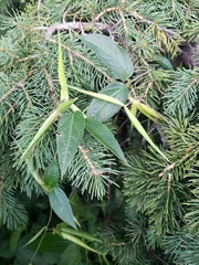Vincetoxicum rossicum