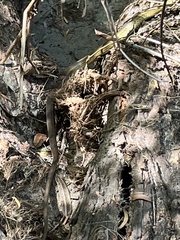 Masticophis bilineatus