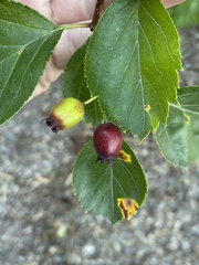 Crataegus douglasii