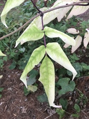 Sambucus racemosa
