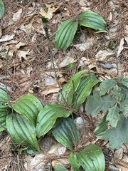 Cypripedium acaule