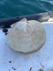 Placopecten magellanicus