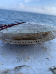 Placopecten magellanicus