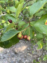 Crataegus douglasii