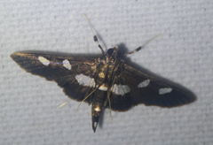 Desmia