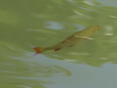 Scardinius erythrophthalmus