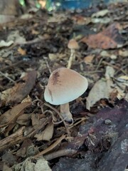 Leucoagaricus rubrotinctus