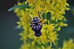 Eristalis dimidiata